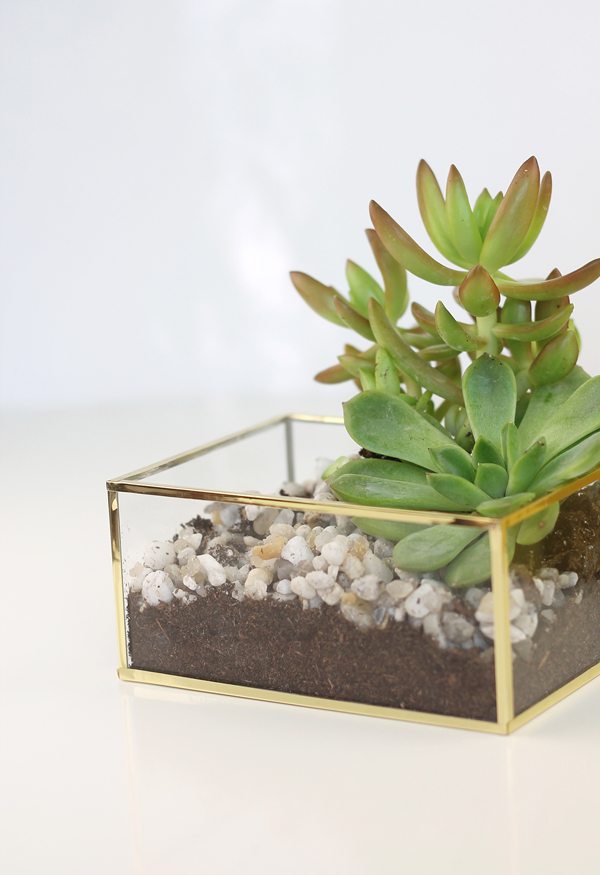 DIY Acrylic and Gold Succulent Planter | Damask Love