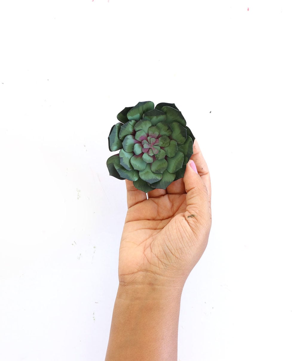 How to Make Realistic Paper Succulents with Cricut | damask love